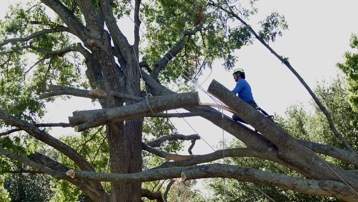Professional Hazardous Tree Removal performed by certified arborists in Hathaway